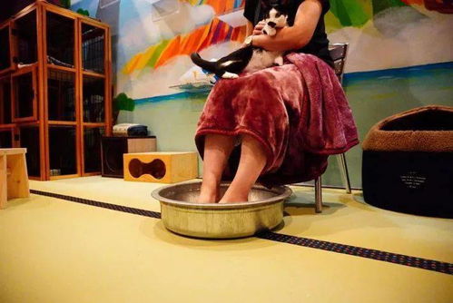 貓浴場 不只是泡貓，還有喵技師的貼心服務